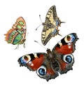 FLYING BRIGHT COLORED BUTTERFLIES. BEAUTIFUL INSECTS. WATERCOLOR ILLUSTRATION.